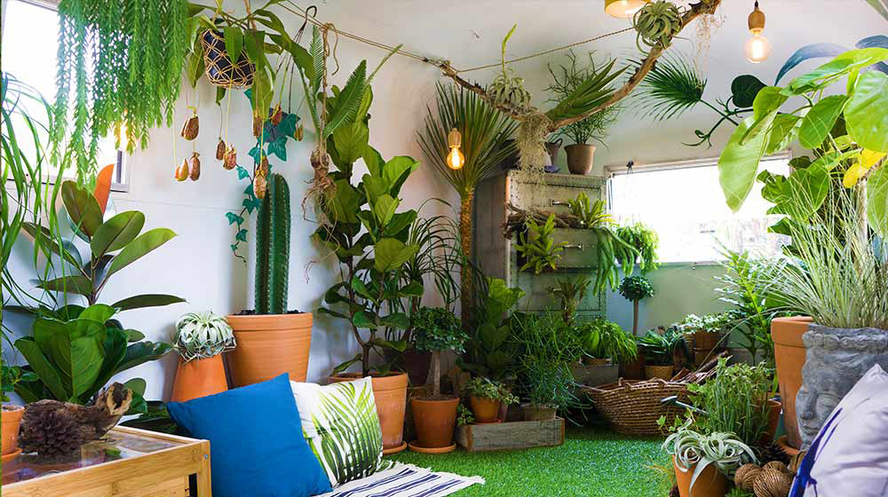 indoor plants kerala