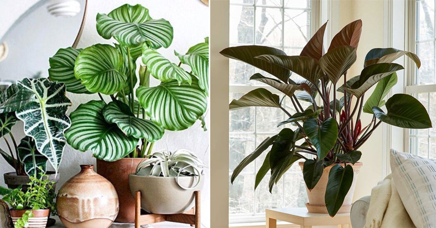 kerala home indoor plants