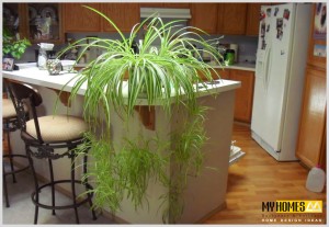 plantes for hoes in kerala use spider plants in your keral home to get good air with out polutions