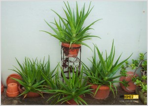 interior plants in kerala