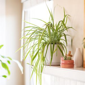 indoor plants eranakulam kerala