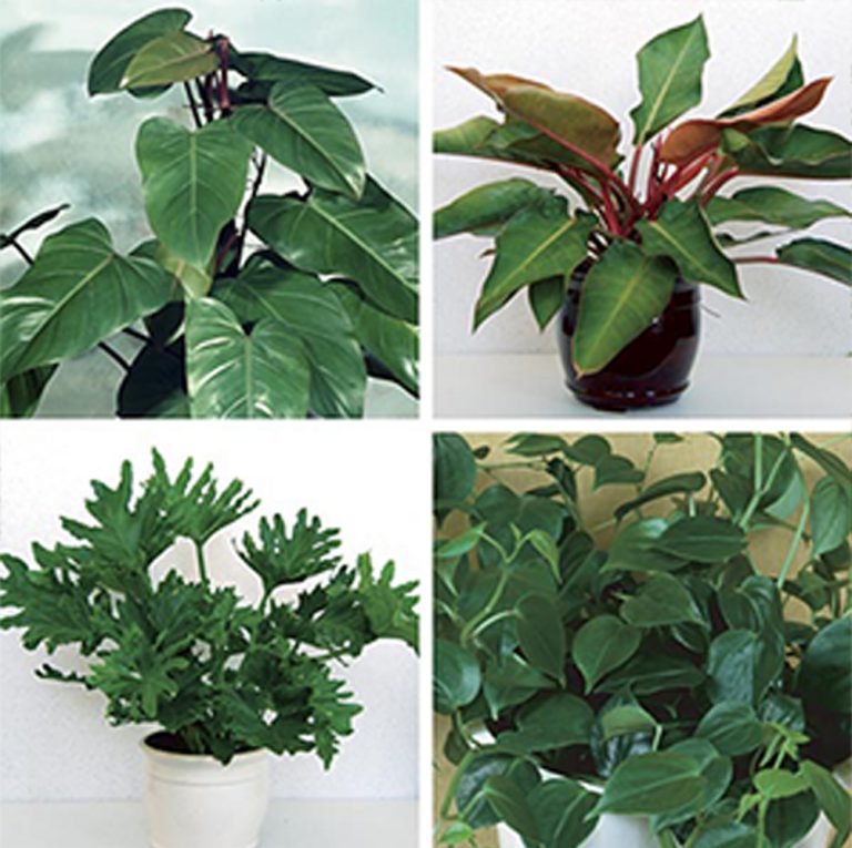 This 4 plants to decorate the house kerala indoor plants ideas