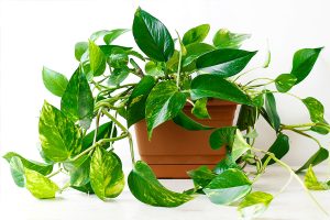 indoor plants kerala thrissur