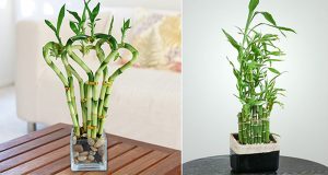 kerala indoor plant