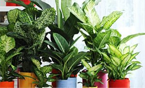 kerala indoor plant kochi