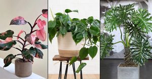 kerala indoor plants