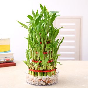 lucky bamboo care