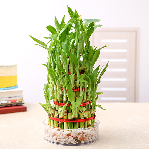 lucky bamboo care