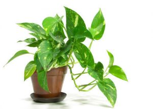 money plants kerala