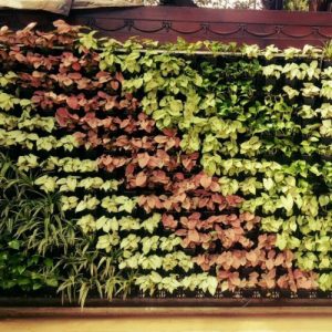 vertical garden