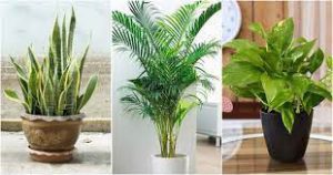 best indoor plants