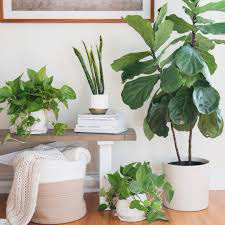 best indoor plants