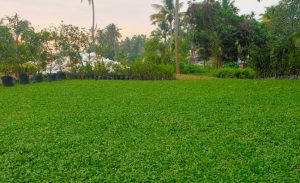 kerala home landscapping grass