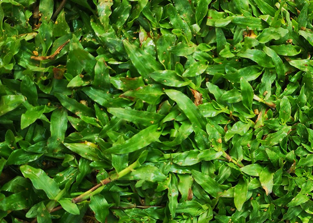 Home landscaping pearl grass Low maintenance pearl grass