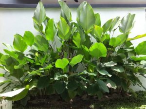 Calathea lutea